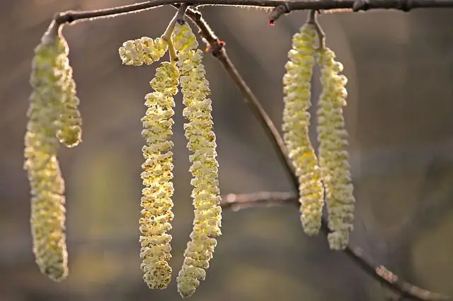 Pollen